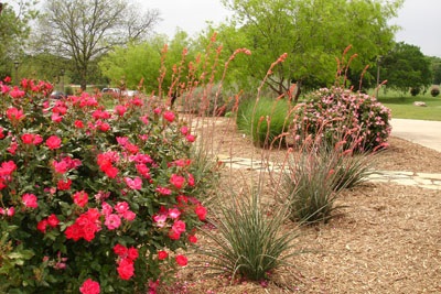 Native Plant Landscaping