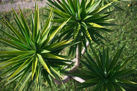 High angle view of green crowded and spreading leaf tops of Yucca aloifolia, common known as Spanish dagger or Joshua tree, in light of morning sun.