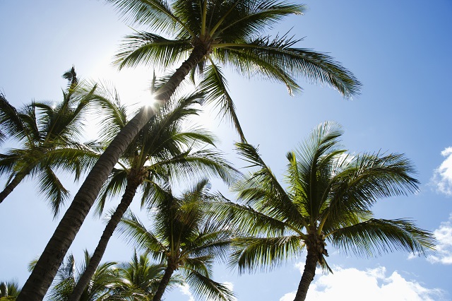 Palm trees and blue sky, Maui, Hawaii